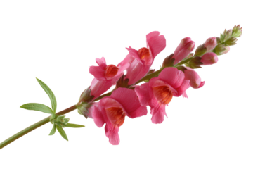 A close-up shot captures the intricate beauty of a snapdragon bloom with a captivating vibrant red, set against a serene backdrop. The delicate petals, in perfect focus.