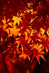 Fototapeta premium 村松公園の紅葉（新潟県）