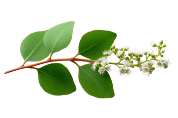A close-up shot of eucalyptus leaves and tiny flowers unveils the intricate beauty of nature's artistry. The tender leaves and delicate blooms, showcase nature's intricate details. 
