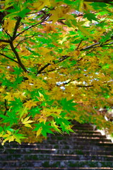 村松公園の紅葉（新潟県）