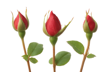 Three vibrant red rose buds are delicately poised, showcasing their intricate beauty and fresh, inviting petals. The captivating elegance is illuminated with natural light.