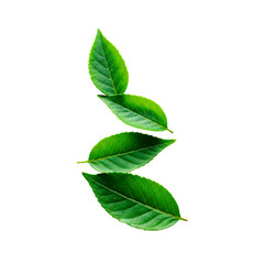 Obraz premium Layered Green Leaves: A Study in Natural Beauty