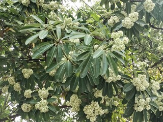 Small white flowers with green leaves