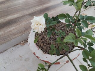 Small white flower in a pot