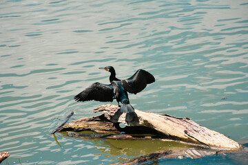 Cormorant bird spreads wings on rotting log in sunny river
