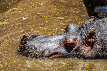 hipopotamo
