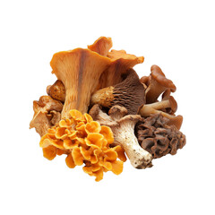 Assorted Wild Mushrooms - Chanterelles, King Oyster, and Morels