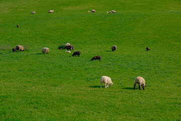 Fototapeta premium Irish sheep with lambs in a green field, which is located on a hillside in West Cork