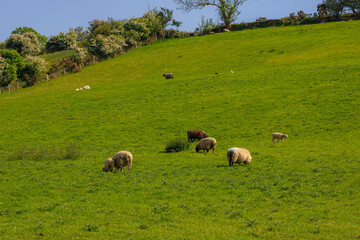 Fototapeta premium Light and dark sheep with blue markings graze in a field, a hedge and blue sky are visible in the left corner