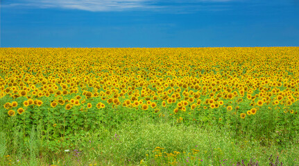 Sunflower field with clear summer sky.