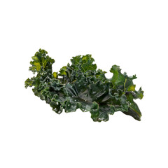 Fresh Organic Kale Leaves with Water Droplets