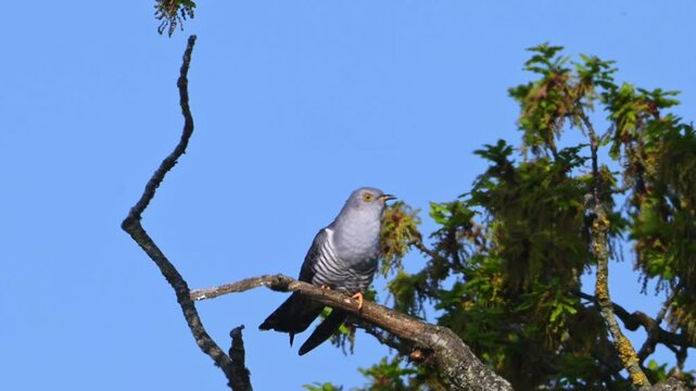 Cuckoo on a Branch