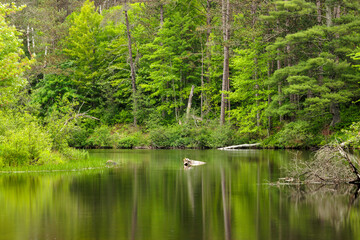 The shoreline along the Manitowish River near Boulder Junction, Wisconsin is bright green in early June