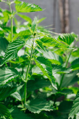 A lush bush of wild nettles. Serrated leaves. Medicinal herb, alternative medicine, phytotherapy.