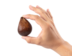 Close up of a hand gently holding a ripe salak fruit, showcasing its unique scaly texture against a transparent background