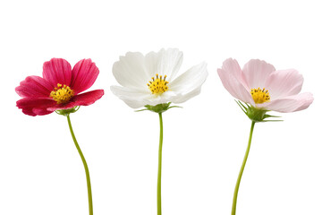 Three cosmos flowers of vibrant hues are elegantly arranged in a clean, minimalist composition.