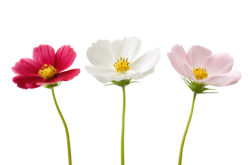 Three cosmos flowers of vibrant hues are elegantly arranged in a clean, minimalist composition.