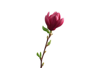 A single elegant magnolia blossom, its deep burgundy petals unfurling gracefully on a slender branch, embodies springtime, with a splash of freshness.