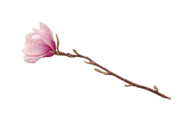 A solitary pink magnolia flower on a slender branch is showcased, revealing its delicate petals and subtle textures, capturing the essence of spring's beauty and graceful simplicity.