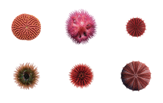 A vibrant collection of various coral and echinoderms, including a brain coral, a pink sea anemone, a red sea urchin, a green sea anemone, another red sea urchin, and a multi-colored sea urchin