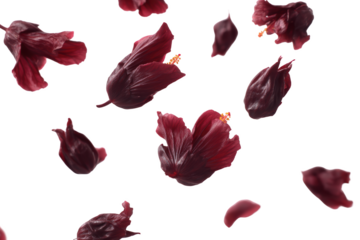 Scattered roselle hibiscus flowers with a rich maroon color float in a clean composition.