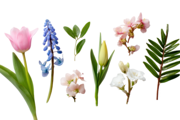 Collection of spring blossoms: pink tulip, blue muscari, white rhododendron, yellow tulip, pink azalea, green leaves.