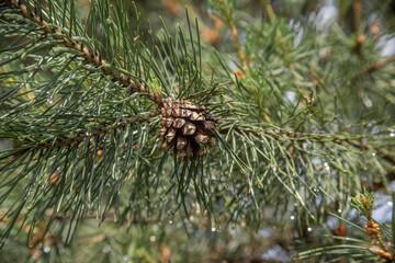Pine Cone on Evergreen Branch with Dew Drops in Sunlight