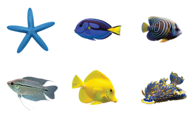 A captivating display of diverse marine life, featuring a striking blue starfish, a vibrant Blue Tang, an intricately patterned angelfish, a shimmering gourami, a bright yellow tang