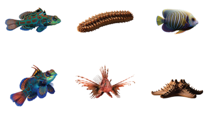 A fascinating assortment of unique marine creatures, including the intricately patterned Mandarin Dragonet, a textured sea cucumber, an elegant angelfish, a vibrant lionfish, and a spiky starfish