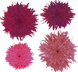 A vibrant collection of four stylized chrysanthemum blossoms, showcasing a stunning array of deep crimson and soft pink hues, perfect for various design applications.