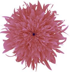A Striking Image of a Vivid Pink,  Textured Flower with Delicate, Spiky Petals  