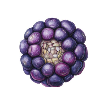Close-up of a Purple Blackberry Aggregate Fruit, Detailed Botanical Illustration