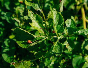 Colorado potato beetle - Leptinotarsa decemlineata on potato bushes. Pest of plants and agriculture. Treatment with pesticides. Insects are pests that damage plants.