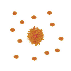 A Striking Arrangement of Orange Flowers: A Central Bloom Surrounded by Smaller Companions in a Symmetrical Design.