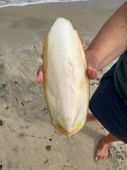 Hand Holding a Cuttlebone from the Sea