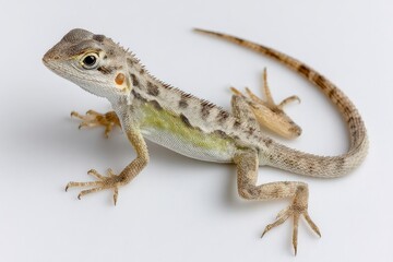 Naklejka premium Oriental Garden Lizard on White Backdrop, Ideal for Illustrating Wildlife Conservation and Reptile Education Material : Generative AI