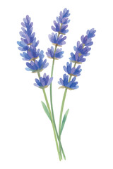 Fototapeta premium Watercolor vector illustration of a Lavender Bouquet, isolated on white background.