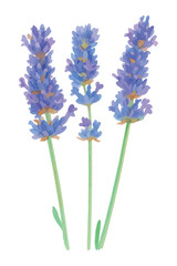 Naklejka premium Watercolor vector illustration of a Lavender Bouquet, isolated on white background.