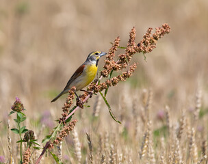 dickcissel songbird on stem in wheat field