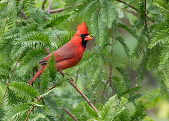 vibrant red cardinal on a redwood branch