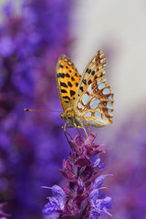 Fritillary shiny field Latona butterfly insect on lilac flower nature macro