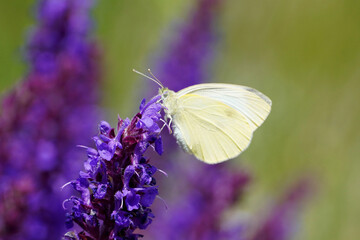 
White turnip white cabbage butterfly day butterfly insect on lilac flower nature macro