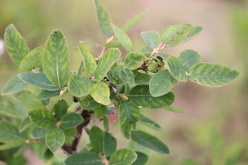 Interveinal chlorosis of honeysuckle or honeyberry (Lonicera caerulea) leaves caused by micronutrient deficiency