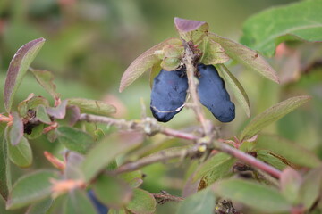 Branch of honeysuckle or honeyberry (Lonicera caerulea) plant with ripe blue berries and leaves in...