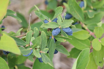 Branch of honeysuckle or honeyberry (Lonicera caerulea) plant with ripe blue berries and leaves in summer garden