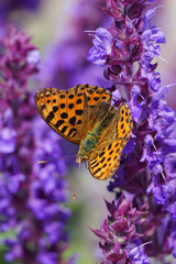 Fritillary shiny field Latona Argyreus day butterfly insect on lilac flower nature macro