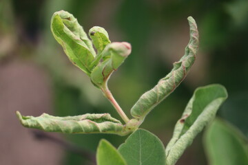 Honeysuckle or honeyberry (Lonicera caerulea) leaves damage by Taterian honeysuckle aphid...