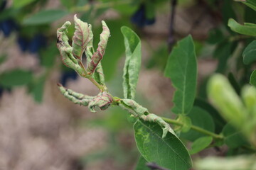 Honeysuckle or honeyberry (Lonicera caerulea) leaves damage by Taterian honeysuckle aphid (Hyadaphis tataricae) in garden