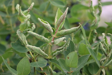 Honeysuckle or honeyberry (Lonicera caerulea) leaves damage by Taterian honeysuckle aphid (Hyadaphis tataricae) in garden