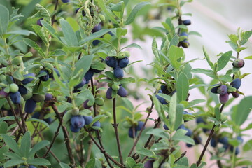 Fruiting honeysuckle or honeyberry (Lonicera caerulea) bush with ripe blue berries and leaves in summer garden